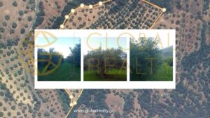 ΕΛΑΙΩΝΑΣ ΠΩΛΗΣΗ